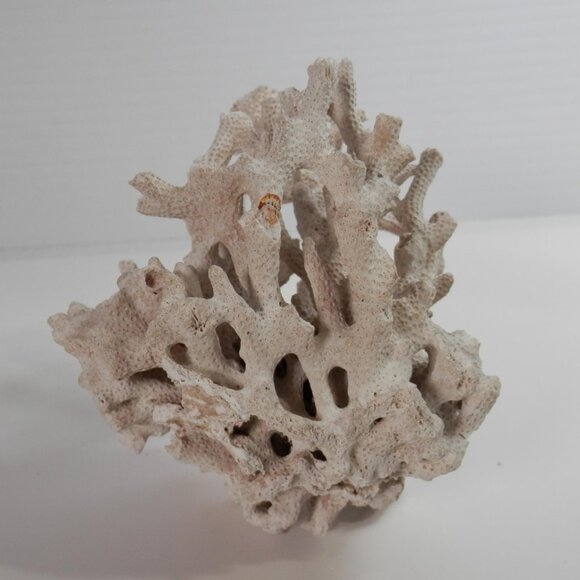 4" Small White Natural Coral Piece Specimen For Decor/Crafts Sea Beach Ocean - Picture 5 of 6